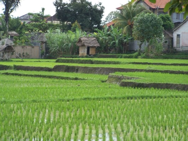 Lombok Rice Patty fields 